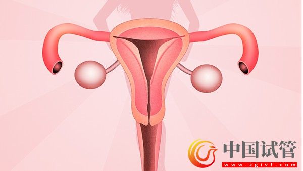 什么是卵巢囊泡7招助女人保养卵巢(图2) 什么是卵巢囊泡7招助女人保养卵巢(图2)