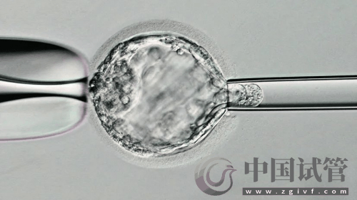 什么是PGT、PGS和PGD?(图3) 什么是PGT、PGS和PGD?(图3)