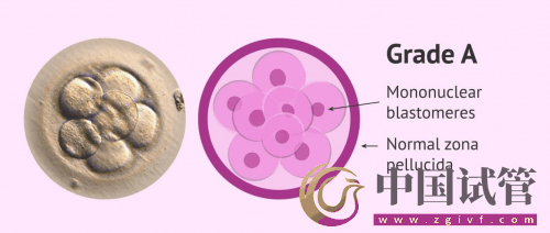 什么是PGT、PGS和PGD?(图7) 什么是PGT、PGS和PGD?(图7)