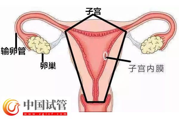 没有子宫能生孩子吗(图12) 没有子宫能生孩子吗(图12)