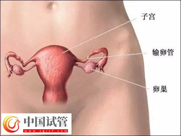 东莞试管医院排名及特色服务全解析