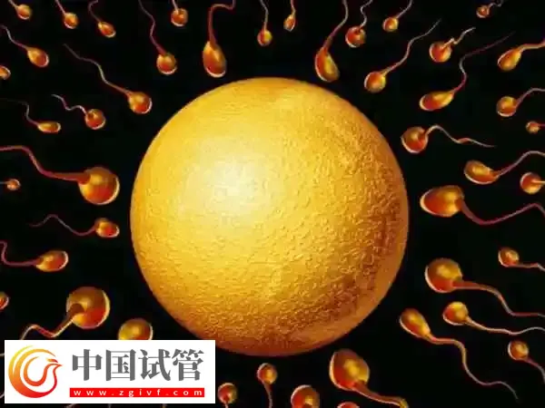 长沙做供卵三代试管婴儿多少钱