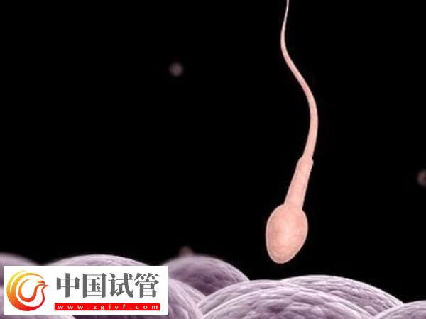 贵阳供卵试管大概多少钱