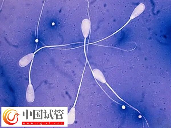 赤峰供精人授成功率多少