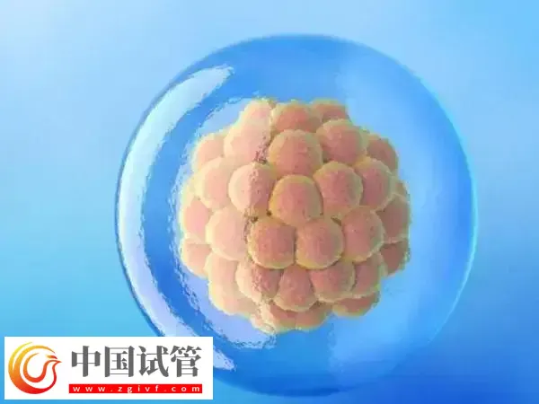 5bc囊胚跟4bc的囊胚质量哪个好(图1) 5bc囊胚跟4bc的囊胚质量哪个好(图1)