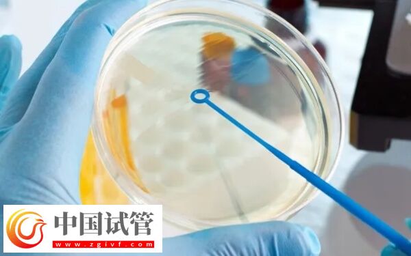不能移鲜胚什么原因(图1)