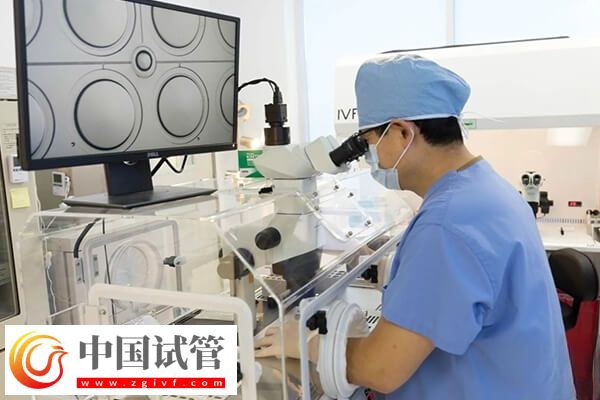 三代试管移植成功率多高(图1) 三代试管移植成功率多高(图1)