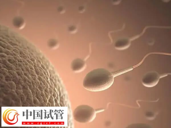 试管移植几次成功率高(图1) 试管移植几次成功率高(图1)