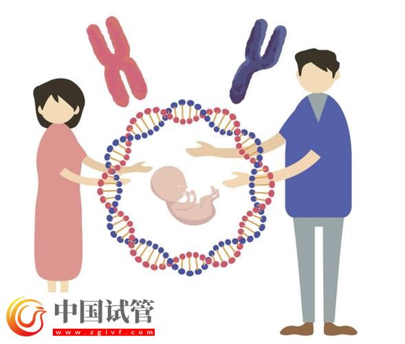 基因与第三代试管婴儿的结合(图2)