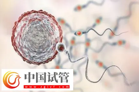 杭州私立医院做三代试管怎么样?附包生男孩费用一览表介绍(图2) 杭州私立医院做三代试管怎么样?附包生男孩费用一览表介绍(图2)