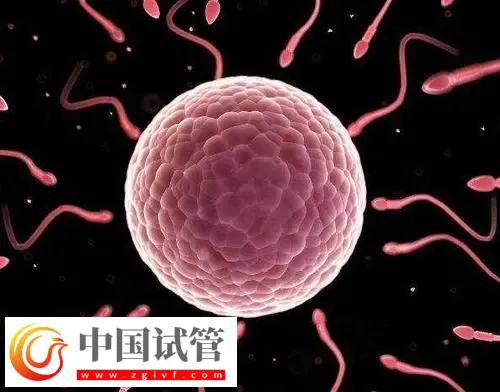 北京做供卵试管不用排队的医院有哪些？这些公立医院纷纷上榜