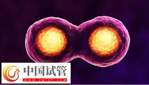 深圳试管助孕怎么样,附费用,流程,机构等信息一览(图3) 深圳试管助孕怎么样,附费用,流程,机构等信息一览(图3)