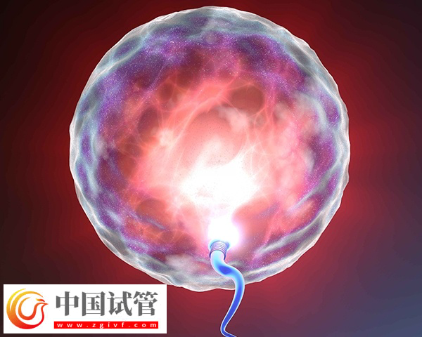 女性fsh高做试管能不能配出高质量胚胎(图2)