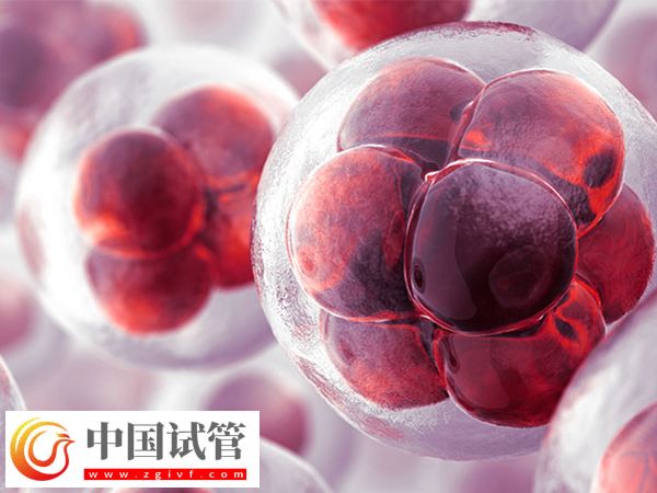 前往泰国做试管移植冻胚和囊胚是否一样