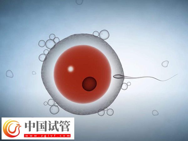 美国试管婴儿促排取卵是什么感受