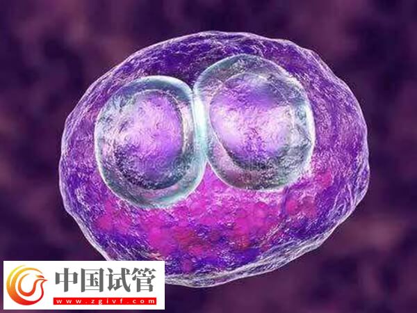 胚胎移植后会不会自己掉下来(图2) 胚胎移植后会不会自己掉下来(图2)