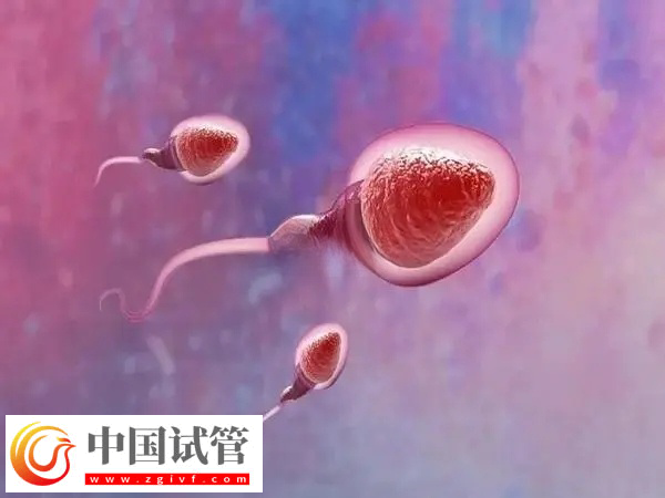 试管婴儿是不是从试管中出来的