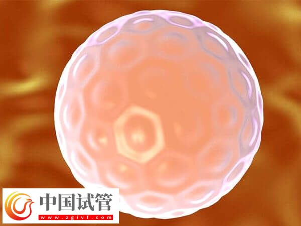 胚胎培育周期结束后何时进行移植(图2) 胚胎培育周期结束后何时进行移植(图2)
