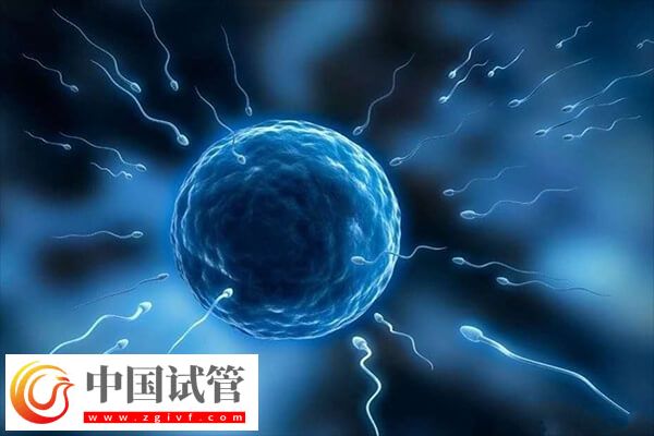 半融合胚胎成功率高不高(图1) 半融合胚胎成功率高不高(图1)