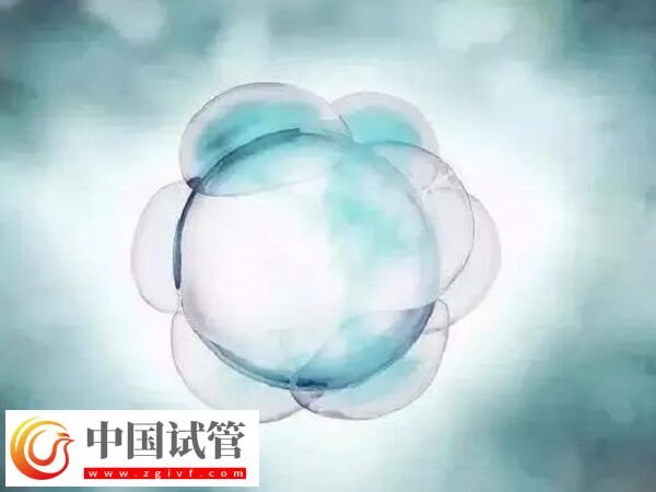 如何改善一卵多精的情况(图2) 如何改善一卵多精的情况(图2)