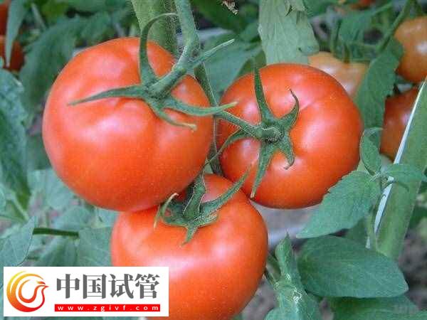 试管婴儿移植后能不能吃西红柿(图1)
