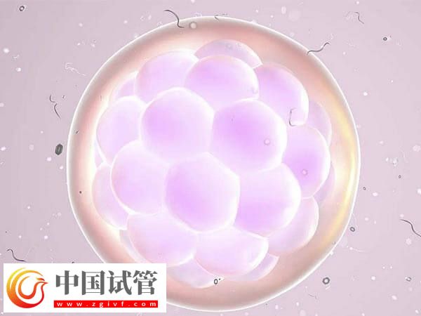 移植优质胚胎为什么不着床